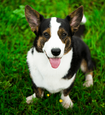 corgi